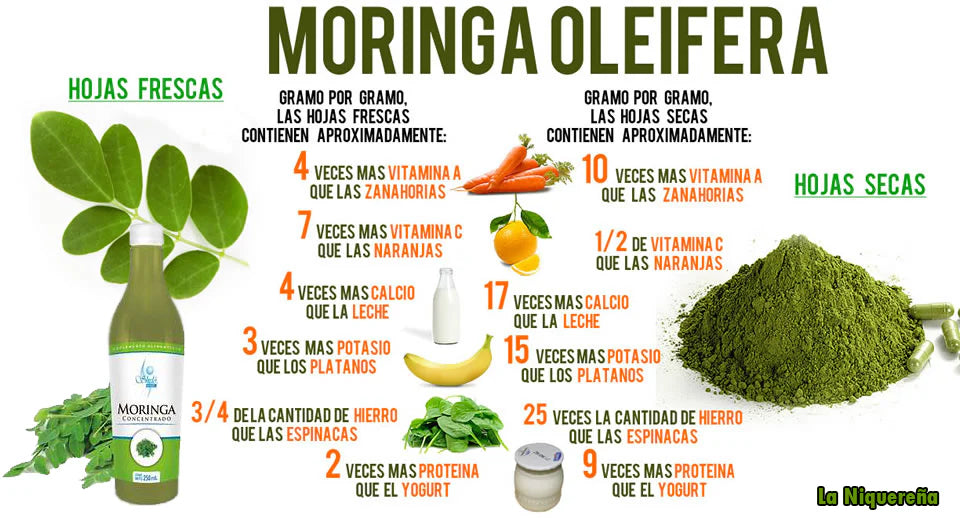 Concentrado de Moringa