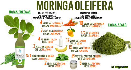 Concentrado de Moringa